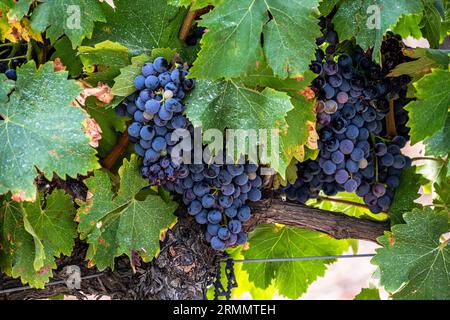 Ein Foto von purpurroten Trauben auf der Weinrebe, die zur Ernte bereit sind Stockfoto
