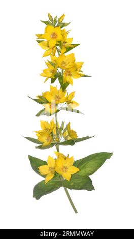 Gepunktete Loosestrife - Lysimachia punctata Stockfoto