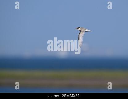 Little Tern - Sterna albifrons Stockfoto