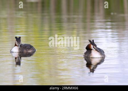 Großes Grebe-Paar in der Brutsaison (Podiceps cristatus) Stockfoto