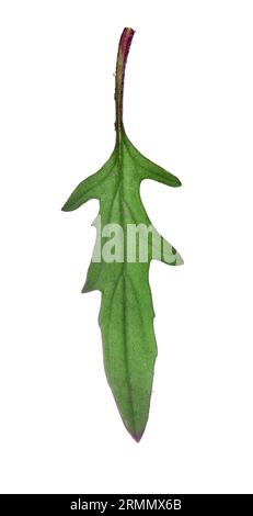 Cut-Leaf Selfheal - Prunella laciniata Stockfoto