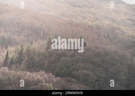 Mischwälder im Spätwinter an den unteren Hängen von Moel Siabod, Eryri, Nordwales. Stockfoto