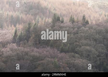 Mischwälder im Spätwinter an den unteren Hängen von Moel Siabod, Eryri, Nordwales. Stockfoto
