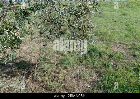 Mediterraner Olivenbaum mit reifen Oliven in der toskanischen Landschaft. Livorno, Toskana, Italien Stockfoto