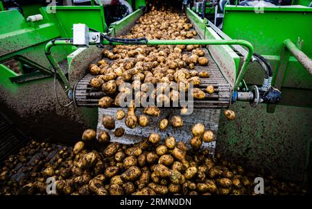KLAASWAAL - Kartoffelerntemaschinen ernten Kartoffeln in der Hoeksche Waard. Die Kartoffeln werden in diesem Jahr aufgrund der Dürre kleiner sein. Die jüngsten Niederschläge waren gut für die Landwirtschaft, aber der Wassermangel ist so groß, dass er nicht von ein paar Regenschauern bedeckt ist. ANP JEFFREY GROENEWEG niederlande raus - belgien raus Stockfoto
