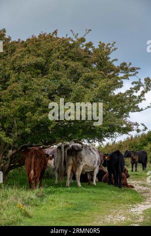 Kuh- oder Bullenherde, die während des Weidens im Schatten eines Baumes vor der Sonne geschützt sind. Stockfoto