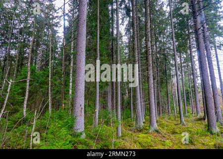 Forstwissenschaft, Sylvikultur. Der Atelong-Holzbestand der europäischen Fichte (Picea excelsa, P. abies) in den borealen Wäldern Nordosteuropas. Woodside Stockfoto