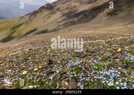 Die Vegetation auf dem Atsunta Pass in Georgien ist nur wenige Wochen im Jahr auf 3.400 Metern über dem Meeresspiegel zu sehen. Die meiste Zeit gibt es hier Schnee Stockfoto