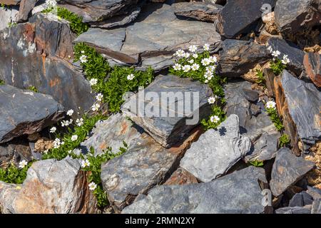 Die Vegetation auf dem Atsunta Pass in Georgien ist nur wenige Wochen im Jahr auf 3.400 Metern über dem Meeresspiegel zu sehen. Die meiste Zeit gibt es hier Schnee Stockfoto