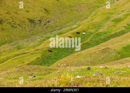 Auf der Khevsureti-Seite des Atsunta-Passes in Georgien. Die Rudelpferde genießen den Ausflug Stockfoto