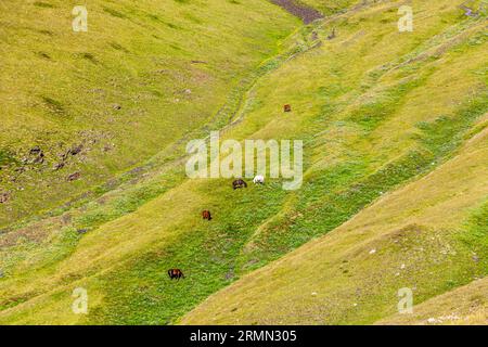 Auf der Khevsureti-Seite des Atsunta-Passes in Georgien. Die Rudelpferde genießen den Ausflug Stockfoto