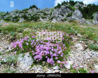 Ein Stück rosa blühender Blüten von Dianthus sternbergii, die auf einem felsigen alpinen Hang mit Stufenhängen im Rücken im Karawanken-Gebirge in G wachsen Stockfoto