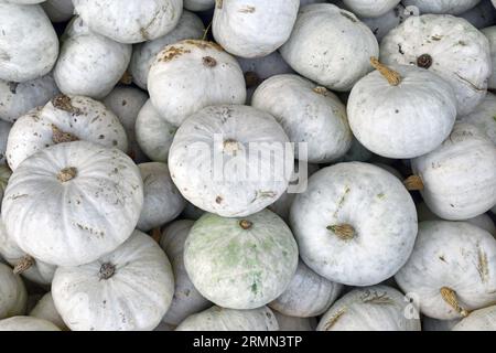 Blick von oben auf viele weiße japanische Hokkaido Kabocha-Kürbisse Stockfoto