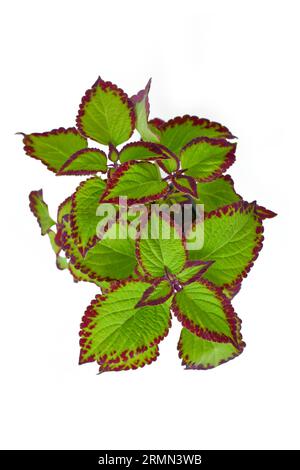 Draufsicht auf die mit Töpfchen bemalte Brennnesselpflanze „Coleus Blumei Velvet“ auf weißem Hintergrund Stockfoto