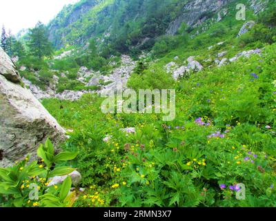 Bunte üppige Almwiese unter Crna prst in den Julischen alpen in Slowenien voller Wildblumen inkl. Blauer Holzkran (Geranium sylvaticum) gelb c Stockfoto