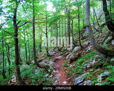 Pfad führt vorbei an einem Buchenwald auf dem Weg nach Crna PRST in den Julischen alpen Slowenien Stockfoto