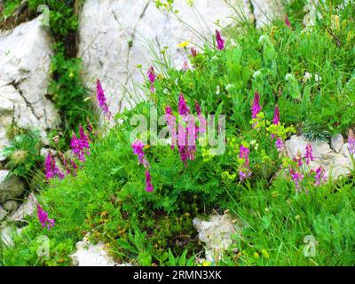 Rosa blühende Alpensainfoin (Hedysarum hedysaroides) Alpenblumen, die an den Hängen unterhalb von Crna PRST im Nationalpark Triglav und in den Julischen alpen wachsen, Stockfoto