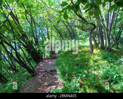 Unbefestigter Pfad, der durch einen Buchenwald (Fagus sylvatica) und einen europäischen Hainbuchenwald (Ostrya carpinifolia) in Richtung Grmada in den Hügeln von Polhov Gradec führt Stockfoto