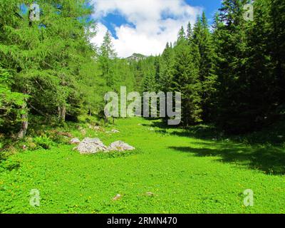 Helle, sonnendurchflutete Bergwiese, Lipanca und oberhalb von Pokljuka in den Julischen alpen in Slowenien, umgeben von Lärchen auf der einen Seite und Fichten auf der anderen Seite Stockfoto