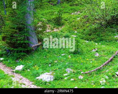 Bergwiese oberhalb von Lipanca und Pokljuka in Slowenien, voll von gelb blühenden Glockenblumen (Trollius europaeus) und violetter alpenkolumbine (Aquileg Stockfoto