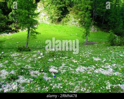 Bergwiese oberhalb von Lipanca und Pokljuka in Slowenien voller weißer Wildblumen und umgeben von Bäumen mit Sonne, die über einem kleinen Teil der Mea scheint Stockfoto