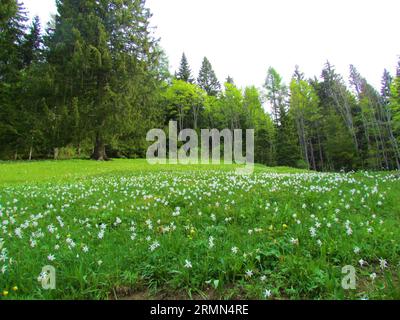 Wiese unter dem Berg Golica in den Karawanken, Slowenien voller weißer Narzisse des Dichters, Narzissen des Dichters, nargis, Fasanenauge, Sucher Stockfoto