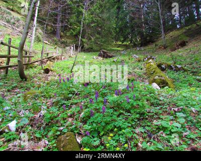 Flecken violett blühender Holewort (Corydalis cava) Blüten im Fichtenwald und Holzzaun links Stockfoto