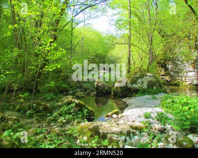 Kleiner Teich am Kozjak-Bach, der vom Kozjak-Wasserfall abfließt, umgeben von Felsen und Wasserpflanzen-Schmetterlingen (Petasites hybridus) in der Nähe von Kobarid in Slo Stockfoto