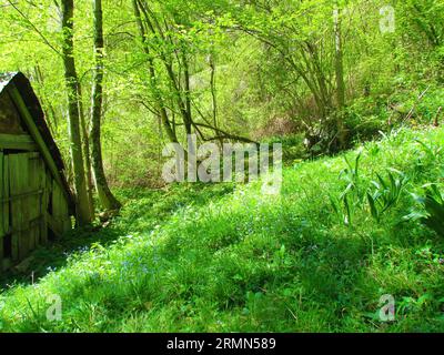 Hellgrüne Wiese im späten Frühjahr voll von blau blühendem Holz Forget-me-not oder Wald Forget-me-not (Myosotis sylvatica) und ein rustikales Holzhaus auf Stockfoto