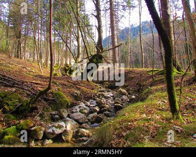 Gebirgsbach in Slowenien fließt durch Buchen- und Fichtenwälder Stockfoto