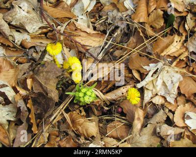 Nahaufnahme von gelb blühenden Coltsfoot (Tussilago farfara) und weißen Butterbur (Petasites albus) Wildblumen, die aus trockenen Blättern wachsen, die den Fo bedecken Stockfoto