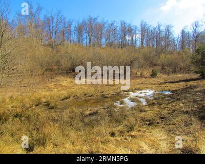 Kleiner Teich mit Schnee bedeckt, umgeben von einer Wiese mit trockenem Gras und gemeinen Haselnusssträuchern (Corylus avellana) und einem Buchenwald im Hinterland Stockfoto