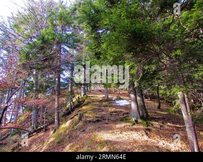 Helle Fichten- und Buchenwälder im Winter an einem steilen Hang in Slowenien und Sonne scheint auf dem Boden Stockfoto