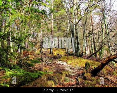 Bergweg in Slowenien, der von Wurzeln bedeckt ist und durch einen europäischen Buchenwald und trockenes Gras führt, das den Boden bedeckt Stockfoto