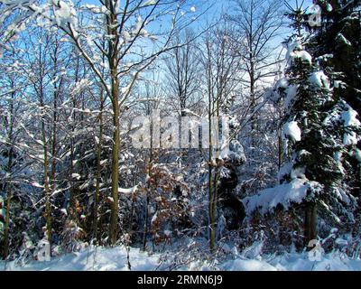 Junge europäische Buchenwälder gemäßigter Laubwald in Slowenien, der im Winter von Sonnenschein erleuchtet wird Stockfoto