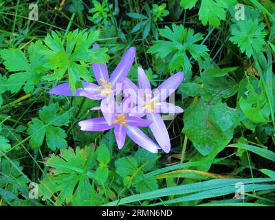 Nahaufnahme von rosa blühendem Herbstkrokus, Wiesensaffron (Colchicum herbstumnale) Stockfoto