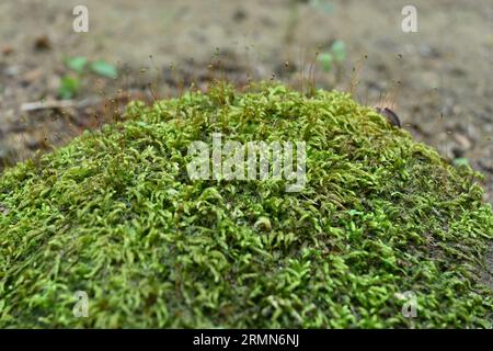Blick auf die grünen Mossen, die auf der Oberfläche eines Felsens mit den Moossporen wachsen Stockfoto