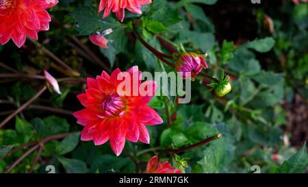 Nahaufnahme der rosa Blume des zarten tuberösen Sommers bis zur ersten frostblühenden, ausdauernden Gartenpflanze Dahlia Kilburn Rose. Stockfoto