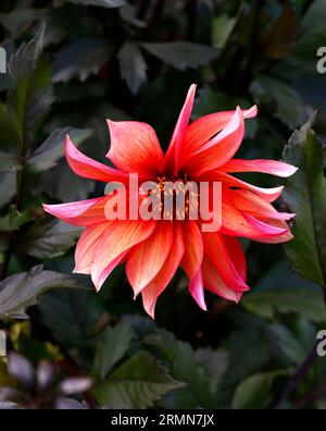 Nahaufnahme einer einzelnen orangen korallenrosafarbenen Blume der zarten, tuberösen, ausdauernden Gartenpflanze Dahlia Walzer Mathilda. Stockfoto