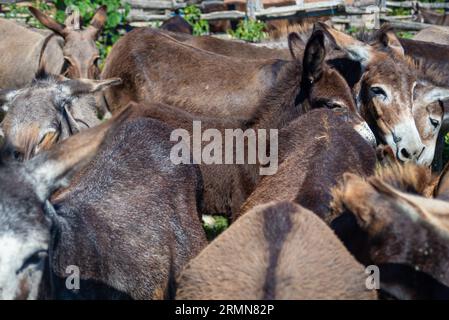 Eselsfarm auf dem beliebten Naturreservoir Zasavica, in der Nähe von Sremska Mitrovica, Serbien Stockfoto