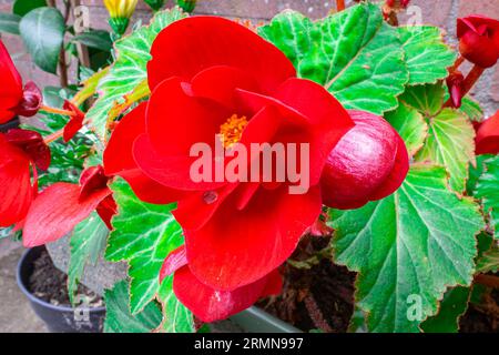 Nahaufnahme einer tiefroten doppelten Begonia-Blume mit wunderschönen grünen Blättern im Mosaikmuster. Stockfoto