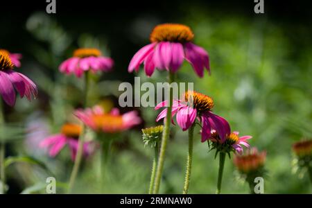 Blühender Purpurconeflower (Echinacea purpurea) auf dem Feld. Bunt. Grüner Hintergrund. Stockfoto