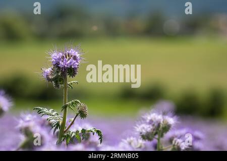 Blühende Blumen. Lacy phacelia (Phacelia tanacetifolia) auf der Wiese. Grüner Hintergrund. Violette Blumen. Stockfoto