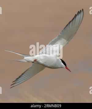 Nahes Farbbild der arktischen Tern, die mit ausgestreckten Flügeln direkt über den Kopf fliegen Stockfoto