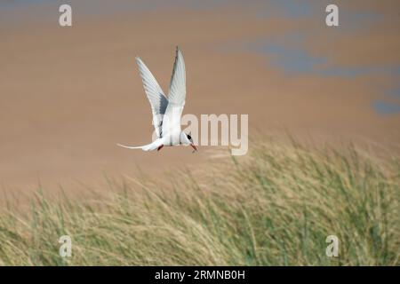 Farbbild der arktischen Wolke mit Flügeln, die über den Körper hinausragen und in die Niststelle kommen, wo Fische auf der Rechnung stehen Stockfoto