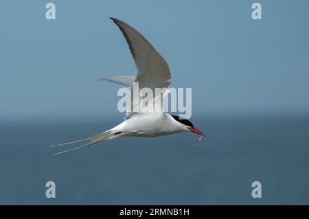 Farbbild der arktischen Tern, die auf Augenhöhe vorbeifliegen, mit Fischen auf der Rechnung und von links nach rechts vor gedämpftem Hintergrund von Meer und Himmel fliegen Stockfoto