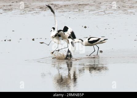 Interessantes Actionbild eines Dreierteams von Avocets im Kampfmodus, bei dem zwei ein Drittel angreifen Stockfoto