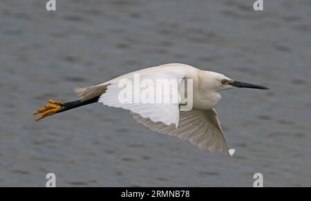 Nahansicht des kleinen Egret im Flug mit Flügeln im Abwärtshub mit S-förmigem Kopf und sich von links nach rechts bewegenden Beinen Stockfoto