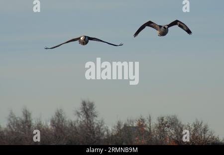 Farbbild von zwei Kanadengänsen, die mit ausgestreckten Flügeln und gewölbten Flügeln direkt auf den Beobachter zufliegen Stockfoto