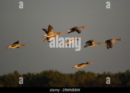 Farbbild eines Fluges von Graugänsen, die Flügel nehmen und die frühe Abendsonne einfangen, die den Vogelkörpern ein interessantes Licht verleiht Stockfoto